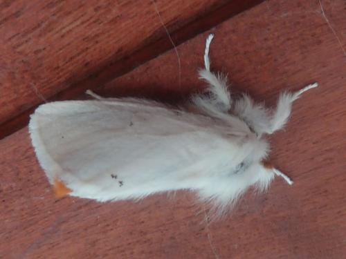 Euproctis similis